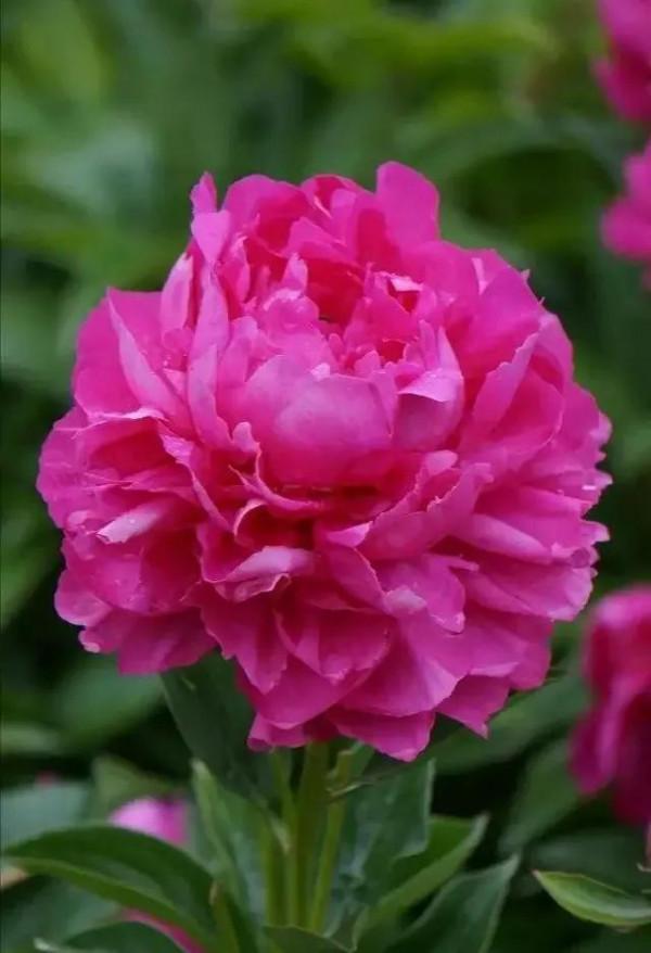 世界金獎醉美的花卉