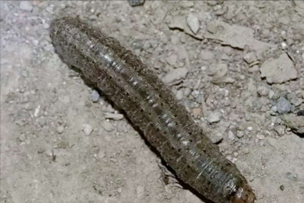 我是土蠶，你知道我最喜歡什麼嗎？我最怕這些東西，請你保護好我