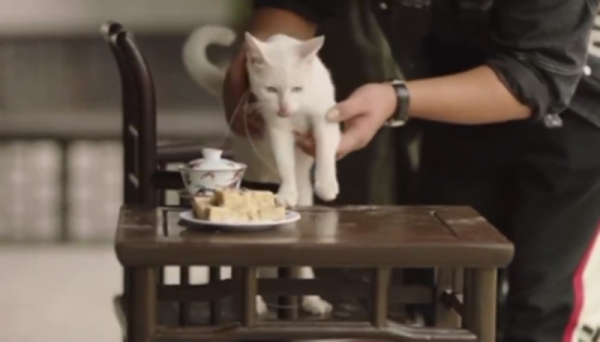 於正劇組為拍戲虐殺白貓?網友群情激奮:已經不是第一次了 於正劇組為拍戲虐殺白貓?網友群情激奮:已經不是第一次了