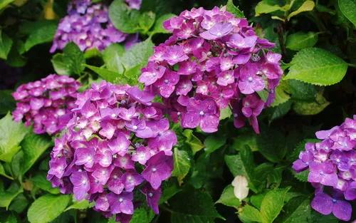 《&OpenCurlyQuote;秀球花的花開花落》