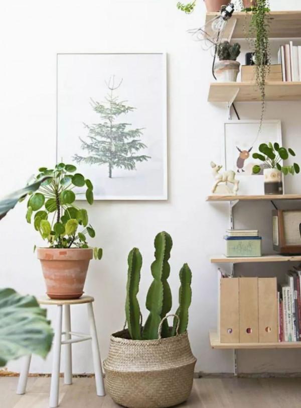 盤點10種常見的高格調家居綠植