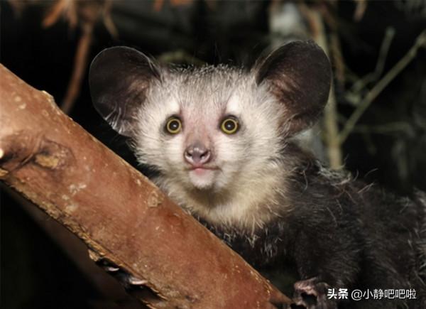 你不知道的20條國家冷知識——“奇妙的”馬達加斯加