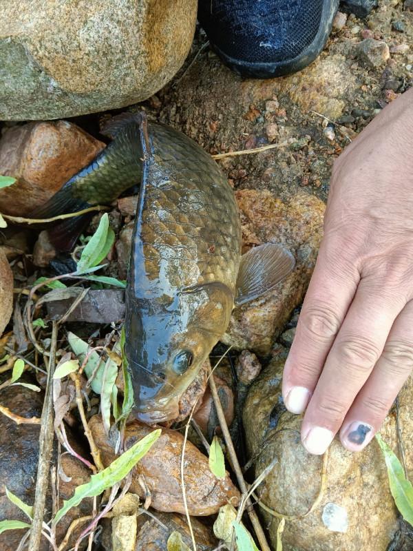 傳統釣第三天，使用逗釣600克大黃金鯽成功入護