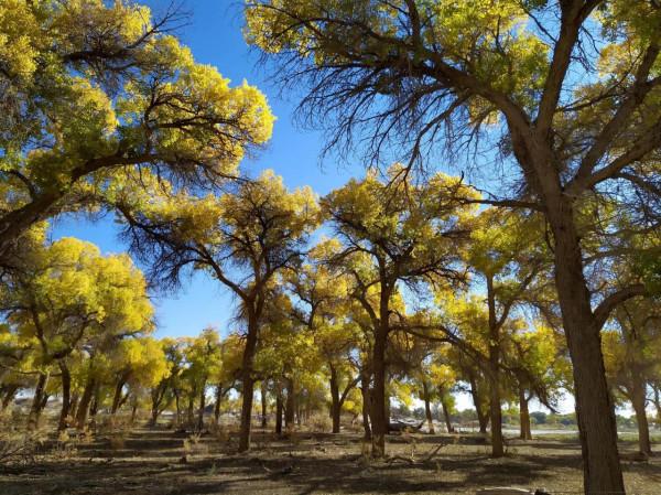 內蒙古額濟納的大漠胡楊林