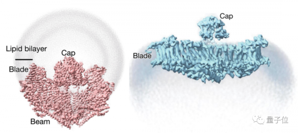 觸覺是怎麼產生的？清華大學破解諾獎成果未解之謎，登上Nature