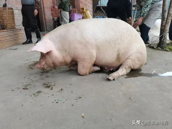 農村開始殺年豬,正宗地道的農村殺豬飯,饞到遠方打工的同志沒? 農村開始殺年豬,正宗地道的農村殺豬飯,饞到遠方打工的同志沒?