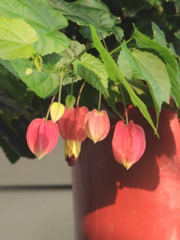陽臺養盆&OpenCurlyDoubleQuote;喜慶花&rdquo;，花色紅豔，花很多不停長，變成一片小森林