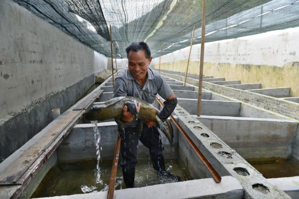 秦嶺娃娃魚被濫捕，野生數量減少8成，暴利背後是怎樣的危機？