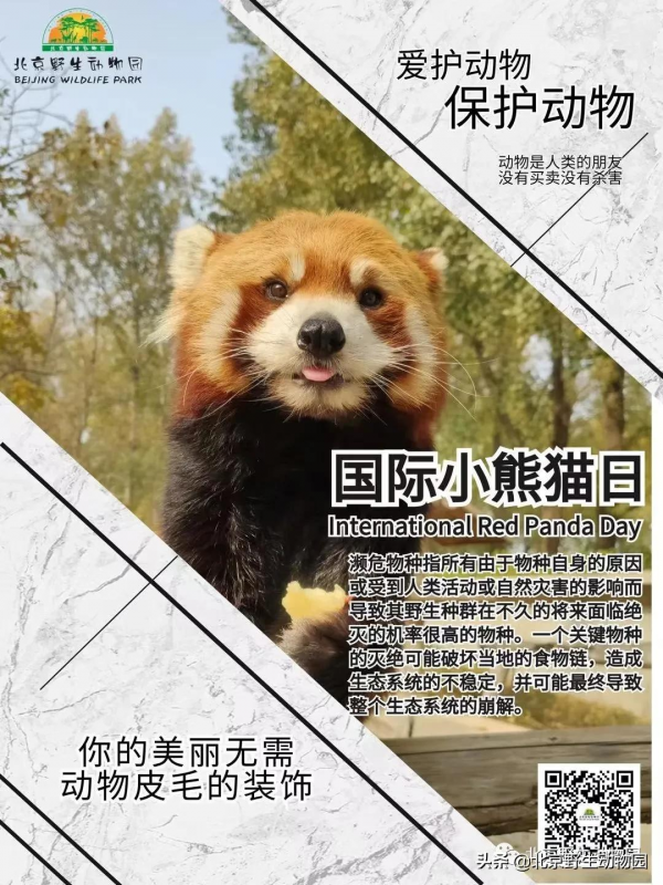 國際小熊貓日——您的小行動,世界大不同 國際小熊貓日——您的小行動,世界大不同