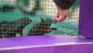 多圖預警｜鹿島公園&amp;趣玩萌寵節今日盛大開放