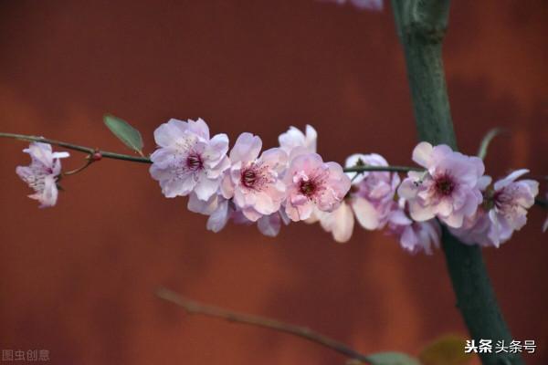 民間故事:老牛報恩 民間故事:老牛報恩