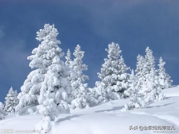 分享——雪松美景