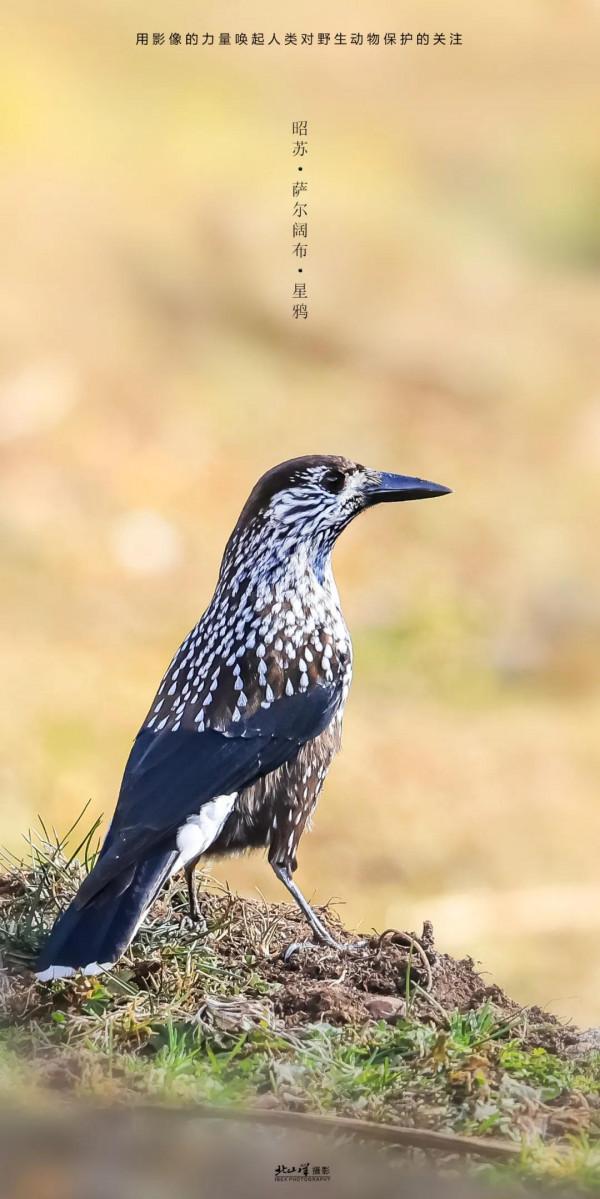 深冬,到新疆觀鳥,會有想不到的驚喜 深冬,到新疆觀鳥,會有想不到的驚喜