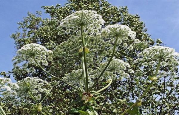 這種野草雖然常見，但沾到面板易起“大水泡”，戶外出遊可得當心