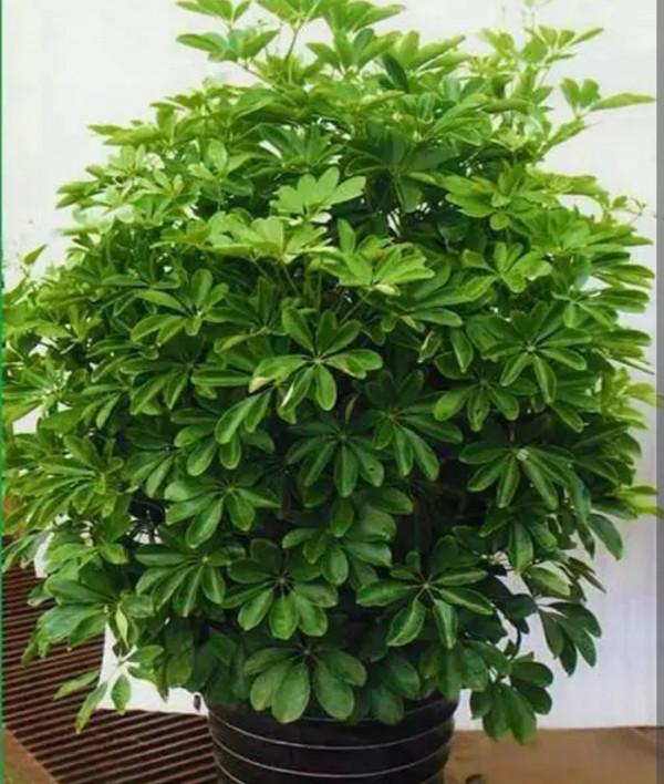 養鴨腳木，別光澆水，多做3件事，長得旺盛，葉子有光澤