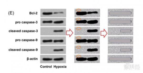 《自然》:解放編輯雙手,AI審查影象造假、學術不端 《自然》:解放編輯雙手,AI審查影象造假、學術不端