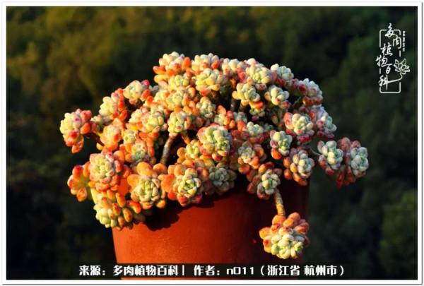 養多肉，莫忘初心，原本我只是想養一顆花