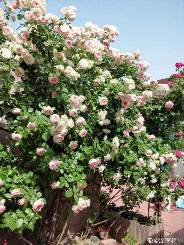 帶著父母回農村，把老院子種滿花，過簡單生活