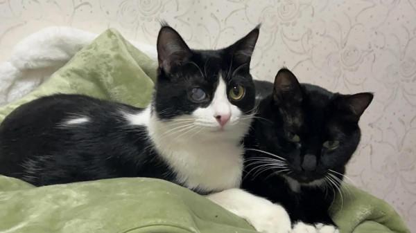 寒冷的冬夜，你需要一個貓牌“熱水袋”