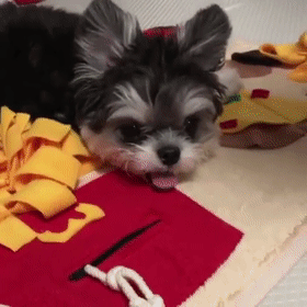 小狗因是串串被丟了，醫生收留一年後被驚豔到：撿到寶貝了呀