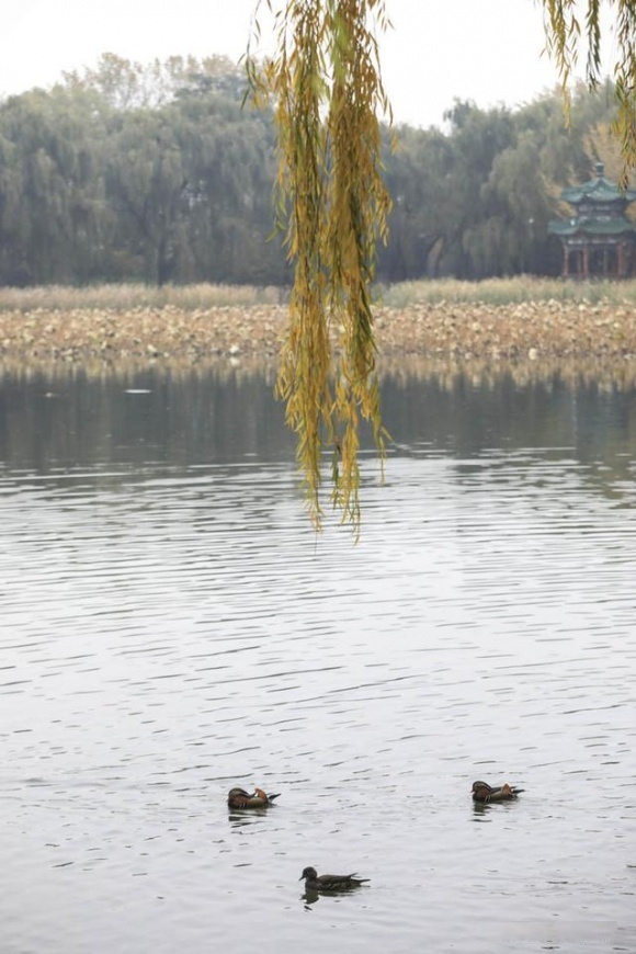 雨中圓明園別有一番風味，銀杏“九成熟”，最佳“秋黃”僅剩一週