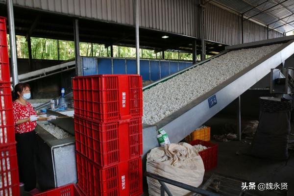 陝西石泉萬餘農戶養蠶，繅絲廠收繭繅絲織綢製衣，一片繁忙景象