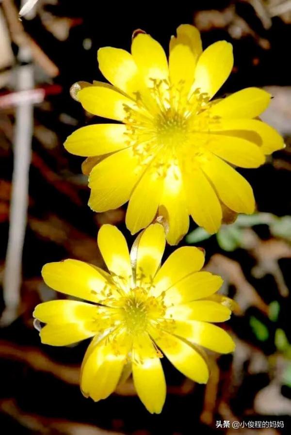 分享圖片-冰凌花