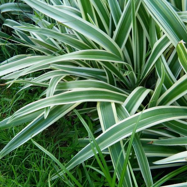 100種常見植物圖鑑,出門識花不再難,適合給小孩子做科普範文 100種常見植物圖鑑,出門識花不再難,適合給小孩子做科普範文