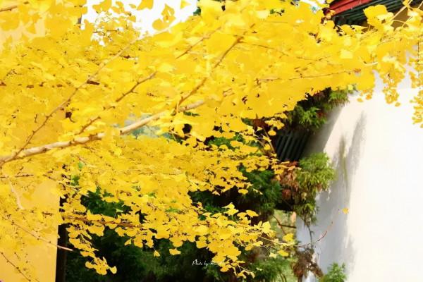 每到秋天,廣東的一些地方就變成了夢幻的童話 每到秋天,廣東的一些地方就變成了夢幻的童話