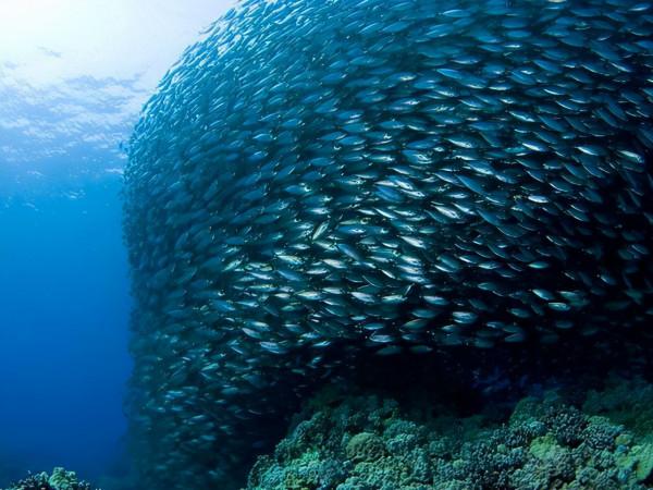 魚類為何要成群遊動?是喜歡湊熱鬧還是為了更安全 魚類為何要成群遊動?是喜歡湊熱鬧還是為了更安全