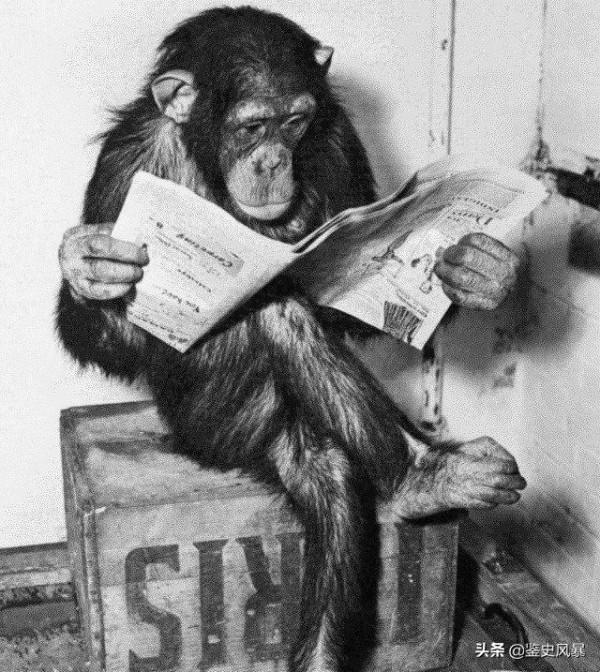 1931年,美國一科學家將小猩猩和兒子一起撫養，9個月後卻緊急叫停