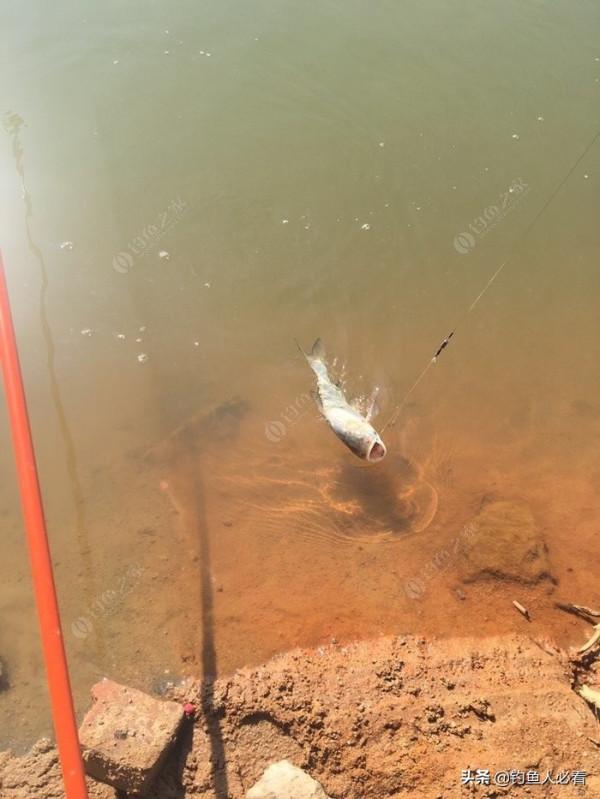 再釣鰱鱅，遇見小雜魚搶窩子，怎麼辦？