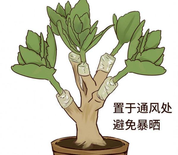 一年四季都開花，長壽花家庭養護方法，密密麻麻真好看