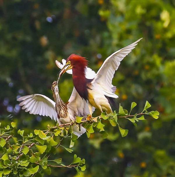 鳥兒育雛記｜暖心的愛