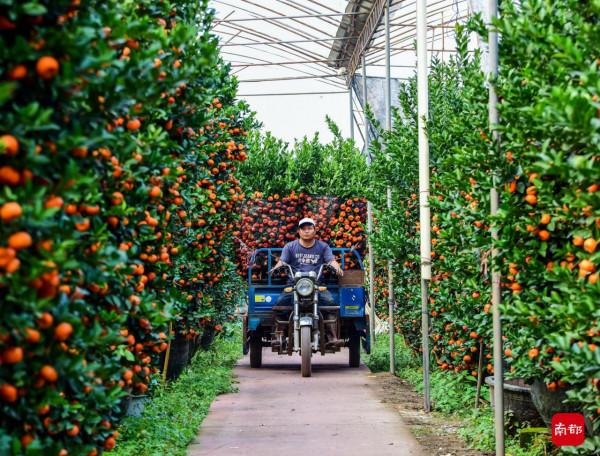 全國最大年桔種植基地喜迎豐收，“年桔盛會”正式開啟