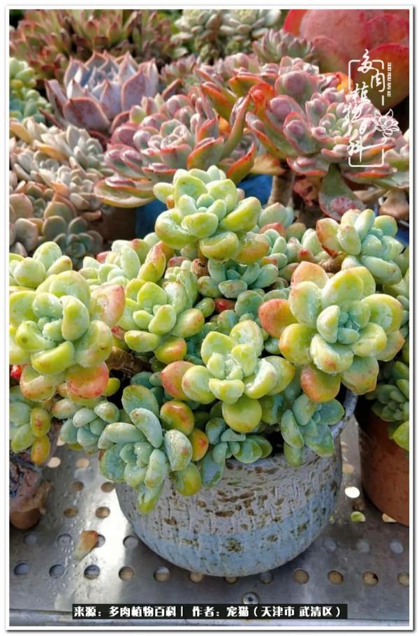 人生紛亂奈我幾何，與多肉相伴度年華