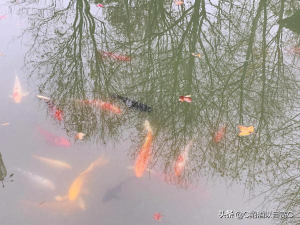 永泉農莊——銅陵的世外桃源