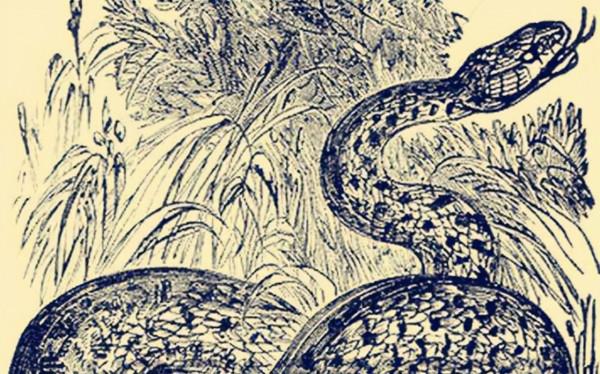 民間故事：老漢挖人參只挖一株，兒子貪心挖走夫妻參，災禍降臨了