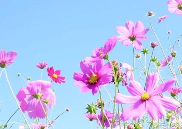 無論你人在何方,有媽媽的地方就是家 無論你人在何方,有媽媽的地方就是家