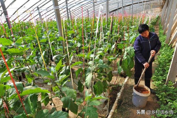 用這三個方法種植蔬菜，啥化肥農藥也不用，自然就能高產穩產