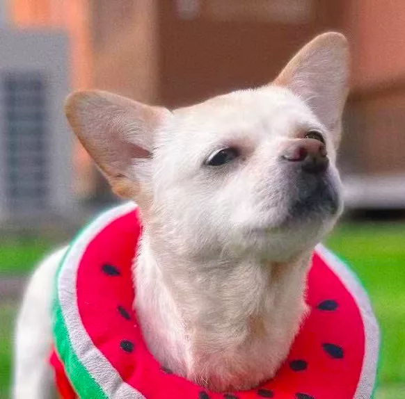 在樹林裡撿到一隻潦草小串串,幾個月後,長成了盛世美顏 在樹林裡撿到一隻潦草小串串,幾個月後,長成了盛世美顏