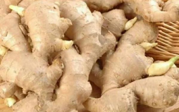 掰幾個姜芽,不出五個月,花盆中也能長出一片小“姜山” 掰幾個姜芽,不出五個月,花盆中也能長出一片小“姜山”