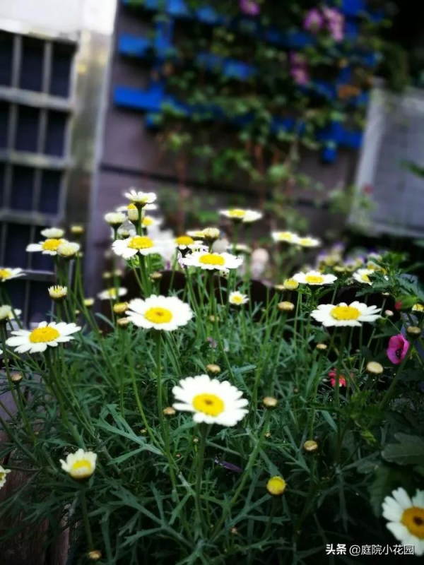 這樣的小院就是我夢想中的花園