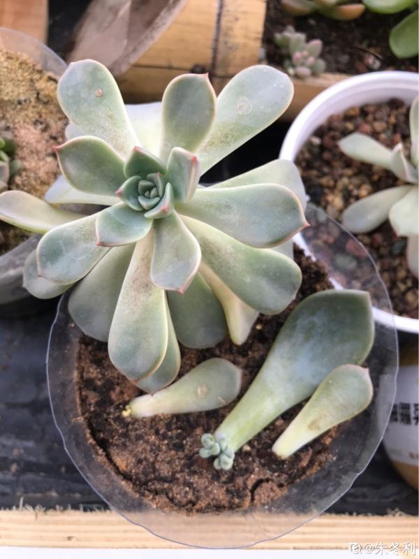 多肉“攤大餅”，解決這3點，葉片挺拔還肥大
