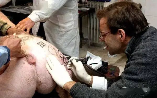 殘忍畫家給豬活體刺青後完整剝離豬皮畫賣100萬元一幅，豬太痛苦