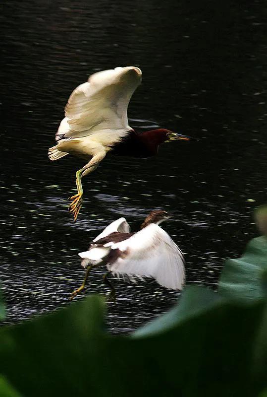 62對愛情鳥大比拼欣賞