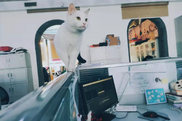 小嶽嶽：你知道我為了紅有多努力嗎？