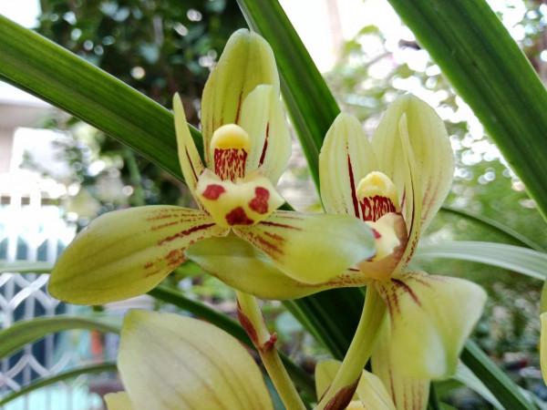 #陽臺小花園#又添新品種