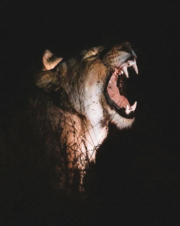 再見，荷塘月色