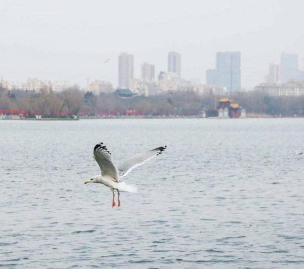 銀鷗靚翅大明湖覓食嬉戲歡樂過大年